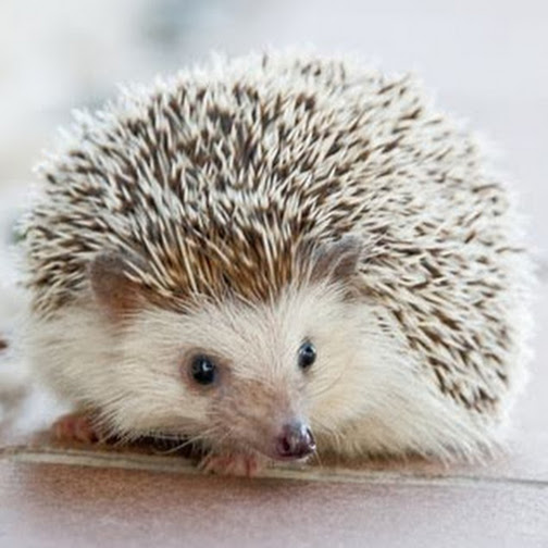 Oto